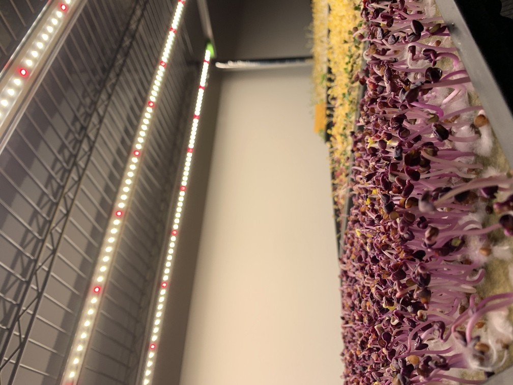 jak pestovat microgreens doma pod led svetlem